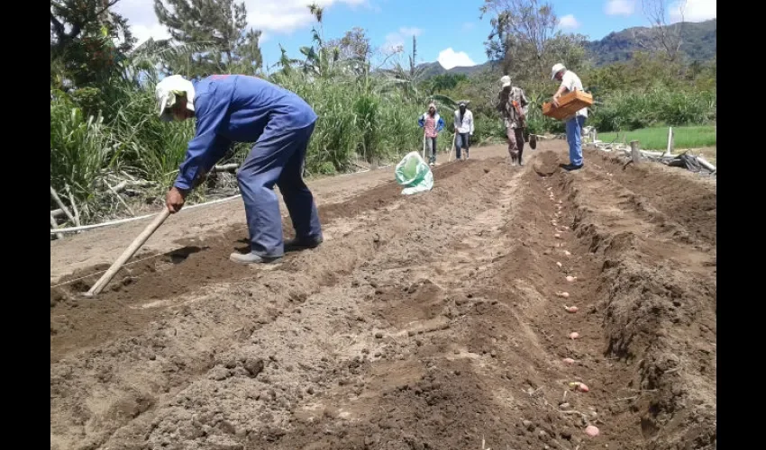  Con este cultivo se busca mejorar el nivel nutricional de las familias rurales