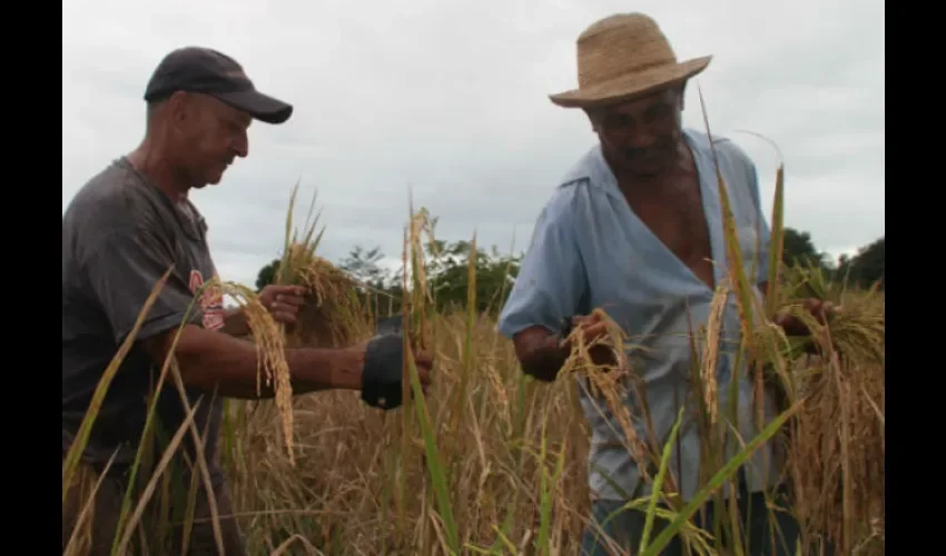 Productores de arroz de Chiriquí