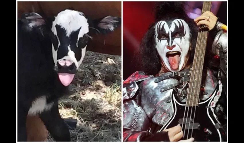 Rockero. 
