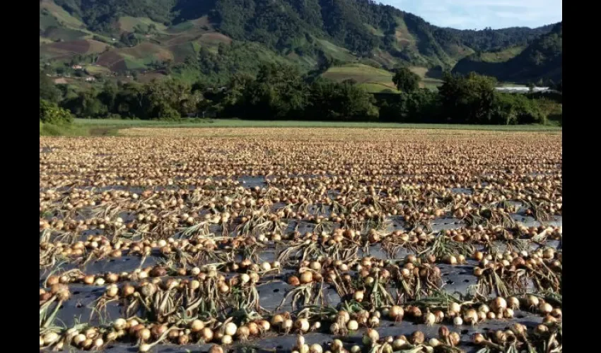 La importación de cebolla se coordina a través de la Cadena Agroalimentaria 