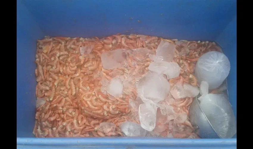 Los tres  ciudadanos no portaban salvoconducto para el transporte de los mariscos.