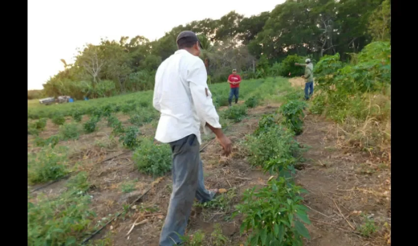  Productores de isla Caña de Tonosí.