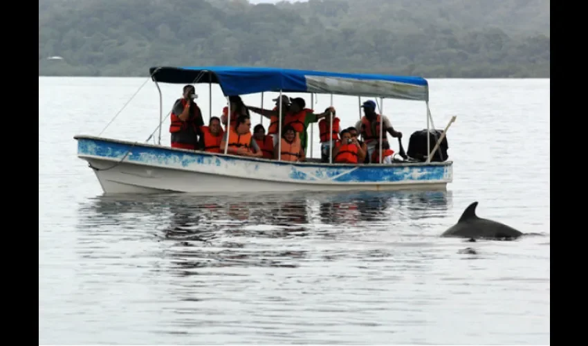 Delfines de nariz de botella en Bocas del Toro.