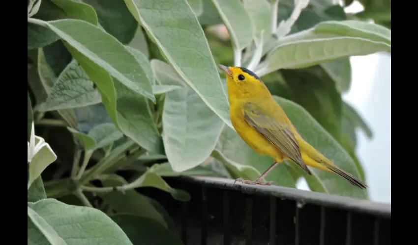 Migración de aves