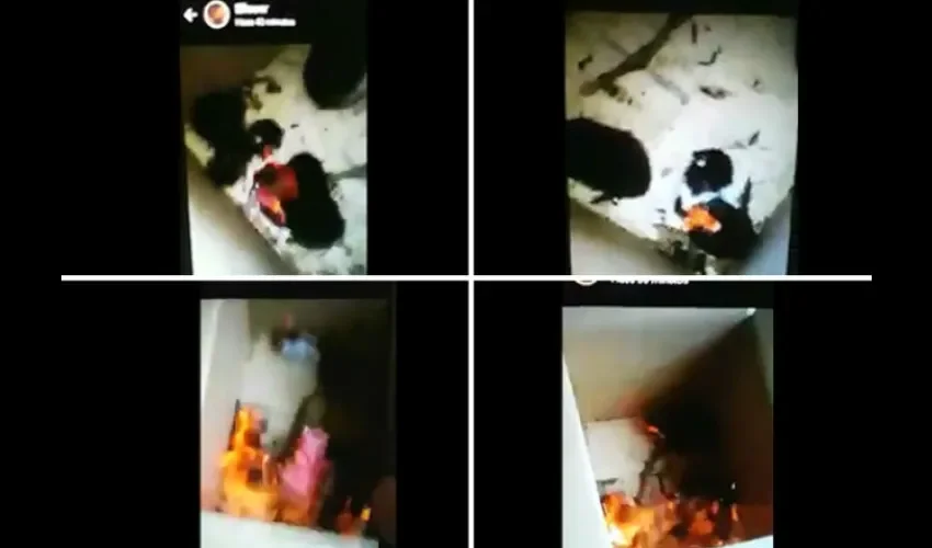 Estudiantes en La Chorrera queman vivo a 4 gatos. 
