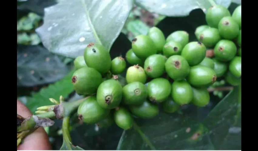 Poductores de café en la comarca Ngäbe-Buglé