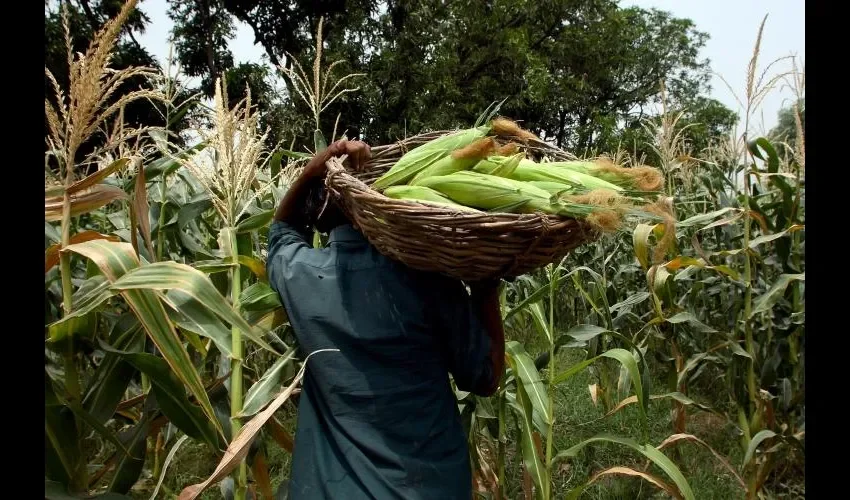 El maíz tiene mucha demanda para diciembre, pues a la gente le gusta hacer tamales y bollos. FOTO: EPASA