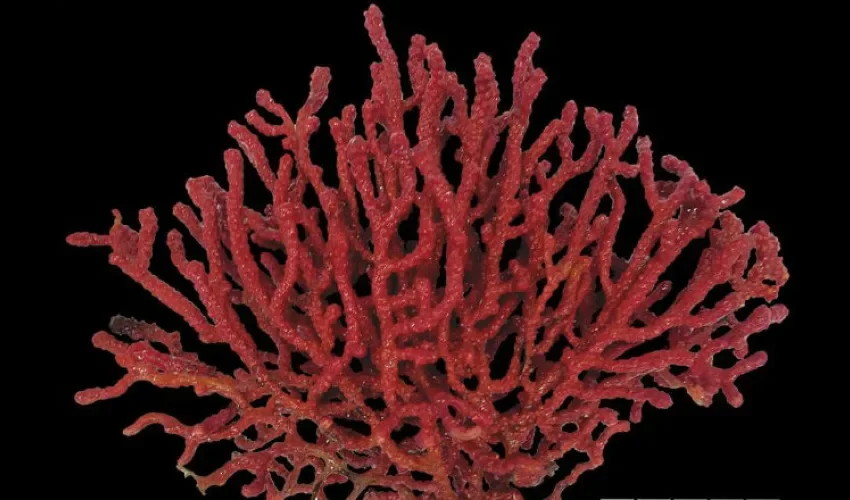 Corales blandos.