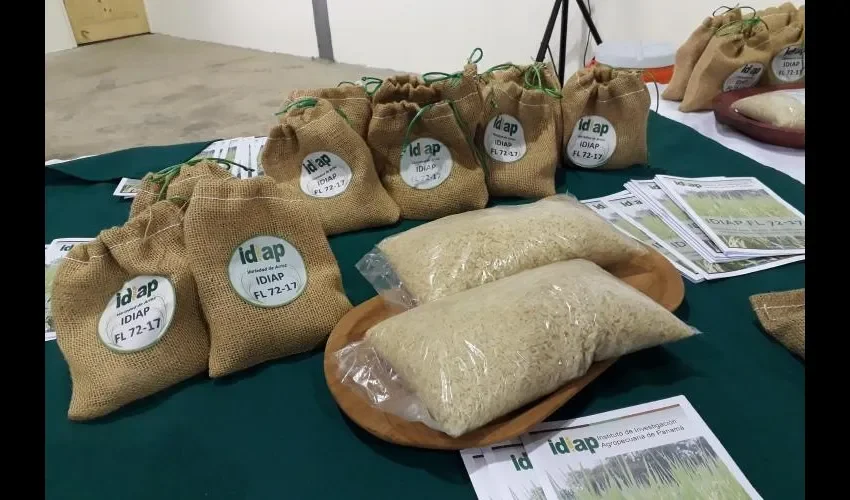 Panamá tiene una nueva semilla de arroz mejorada. Foto: Brenda Ducreux