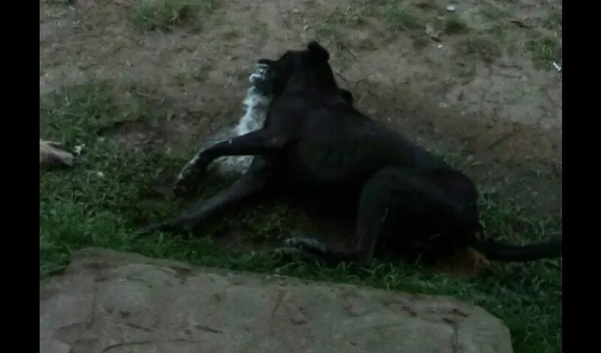 Perros muertos en Veraguas. 
