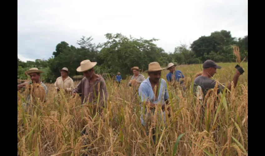 No van abandonar la tierra. Seguirán produciendo, aseguran algunos. Foto: Archivo