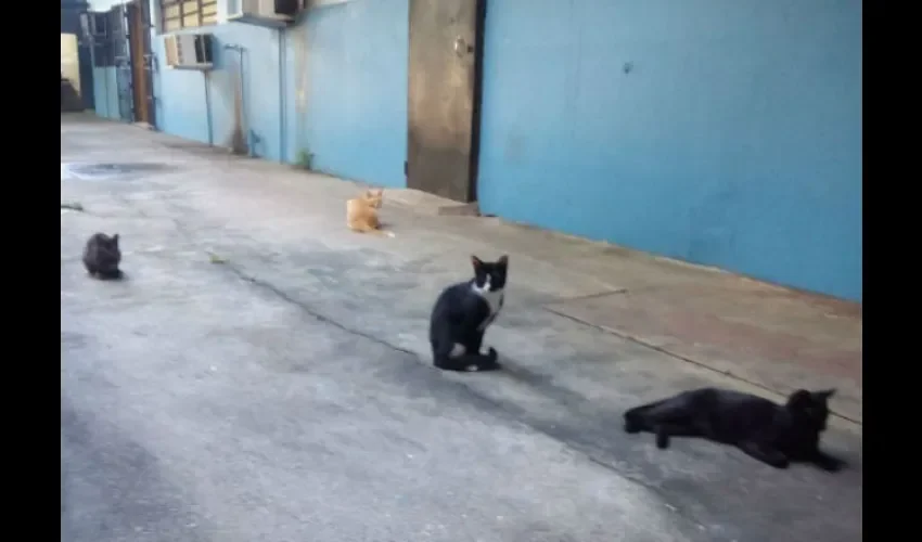 Los gatos anda en lugares donde los puedan alimentar. Foto: Ilustrativa 