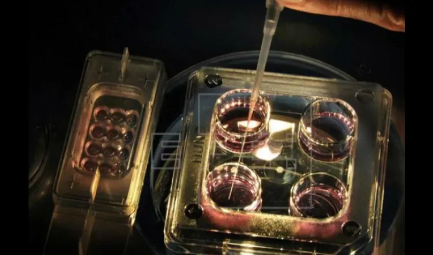 Óvulos humanos en un laboratorio.