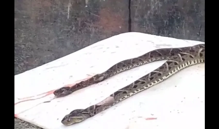 Serpientes en carro del Estado en Bocas del Toro. 