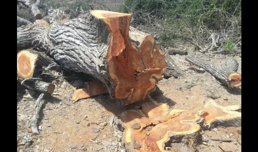 Madera Quirá.