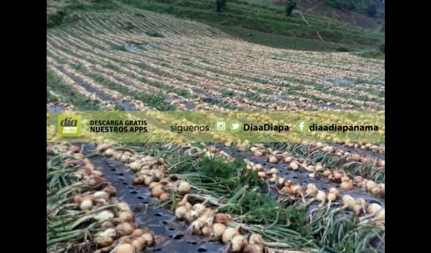 Productores anunciaron que realizarán una protesta en Volcán.