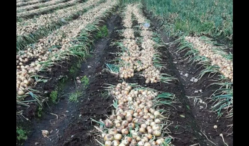 incumplimiento, protesta, productores, cebolla