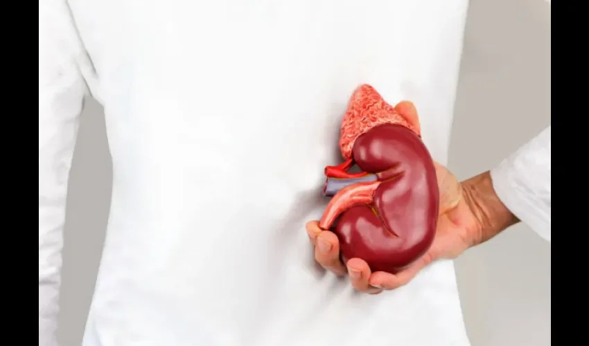 Las mujeres donan más órganos que los hombres. Fotos: Ilustrativa 