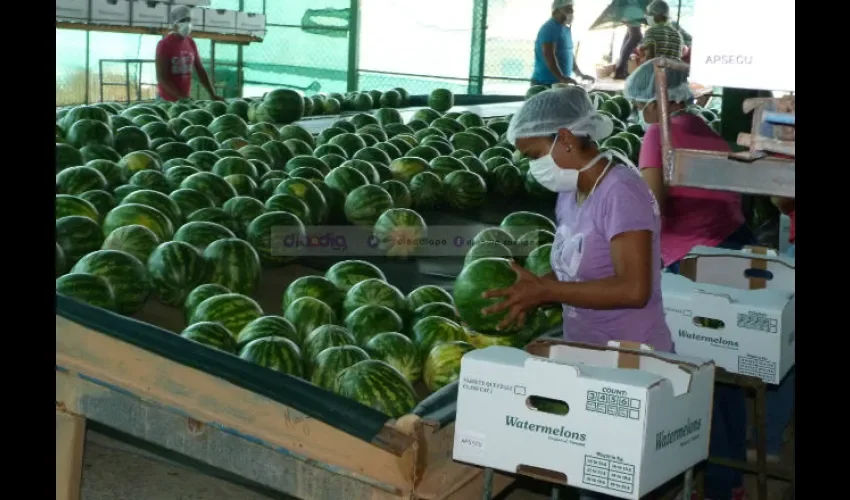 Foto ilustrativa del proceso de selección de fruta. 