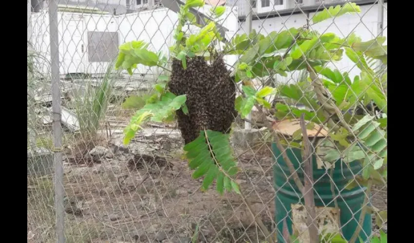 De ser picado por alguna estas abejas, las autoridades recomiendan acudir al centro de salud. Foto: Cortesía