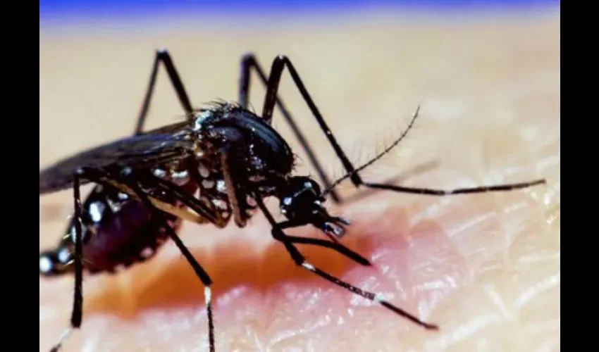 El mosquito aedes aegypti es el transmisor del dengue. Foto: Archivo