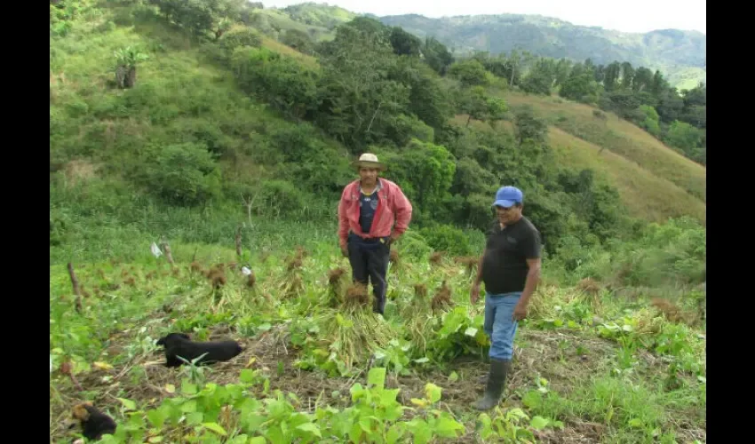 Producción de arroz, maíz, sandía, ñame y poroto en Herrera.