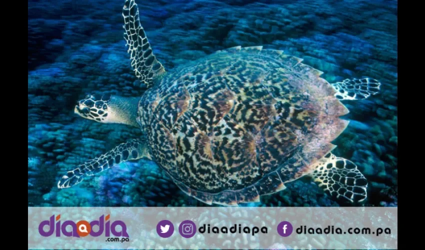 Las tortugas marinas están en peligro de extinción. Foto: Epasa
