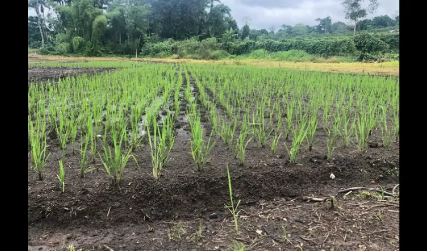 El arroz de fangueo se está incentivando para sembrar. Foto: Cortesía