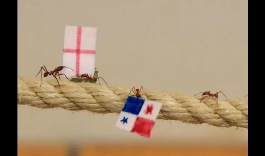 La hormigas "pronosticadoras" corrieron a lo largo de 36 metros sobre una cuerda./The Guardian