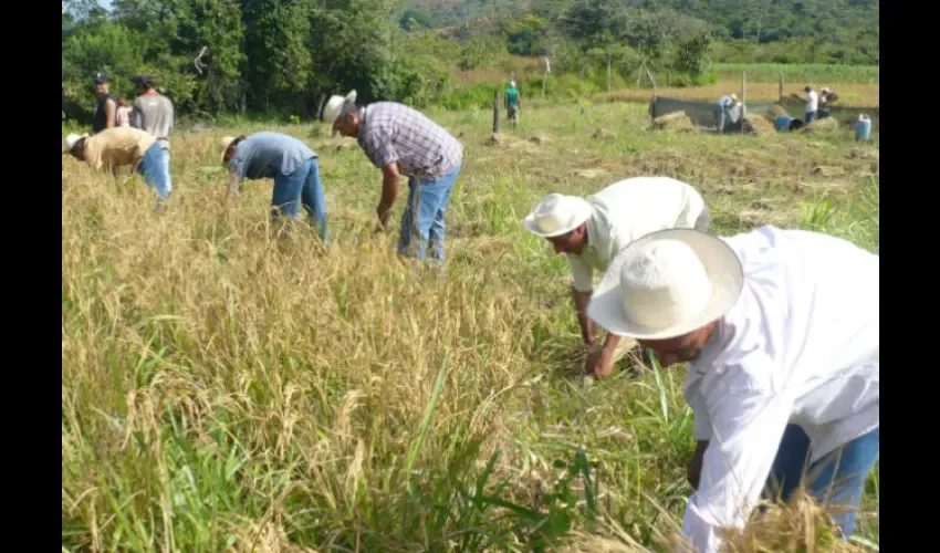 Productores de arroz aseguran que hay mucha atraso en los pagos. Foto: Epasa