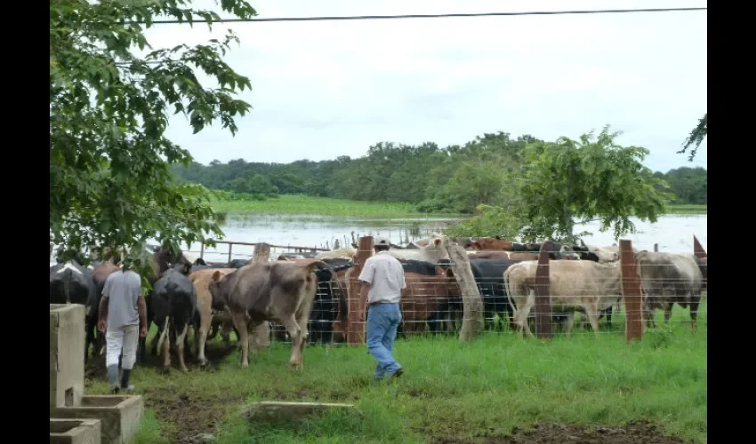 Productores de leche de la provincia de Herrera. 