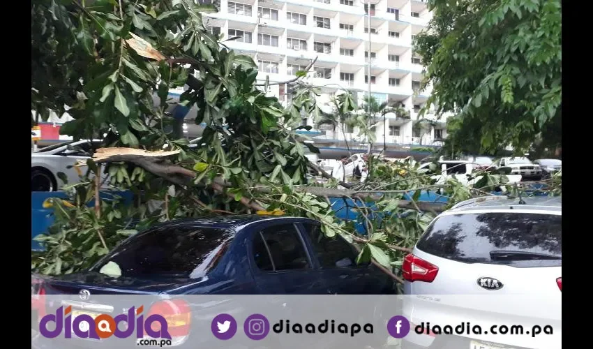 En el Complejo Hospitalario Dr. Arnulfo Arias Madrid de la CSS muchos árboles cayeron sobre los autos. Foto: Jesús Simmons