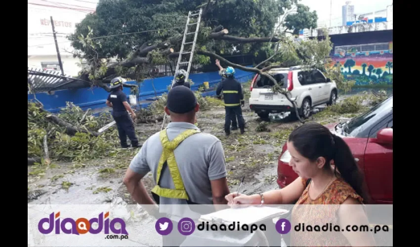 El árbol era viejo según los docentes del plantel. Foto: Jesús Simmons