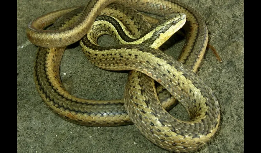 Serpiente "Pseudalsophis thomasi". Foto: EFE