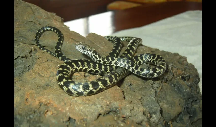Serpiente "Pseudalsophis darwini". Foto: EFE