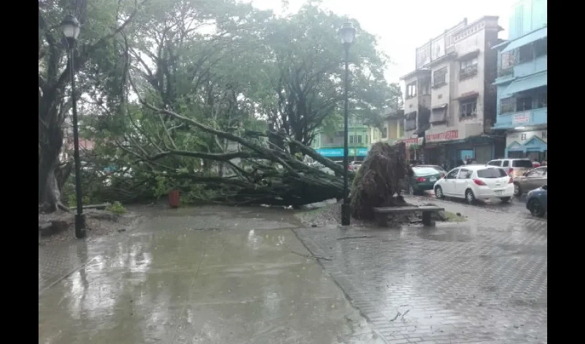 Este enorme árbol cayó durante la lluvia. Foto: Diómedes Sánchez