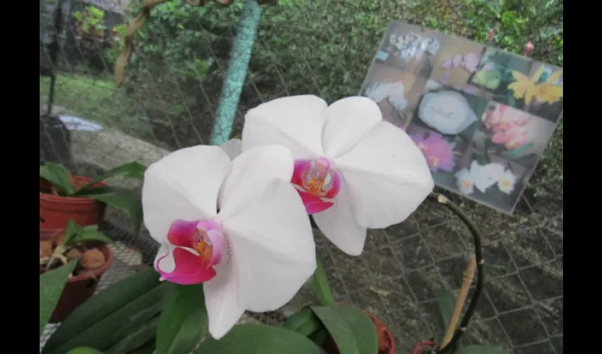 Foto ilustrativa de una orquídea color rosa. Cortesía