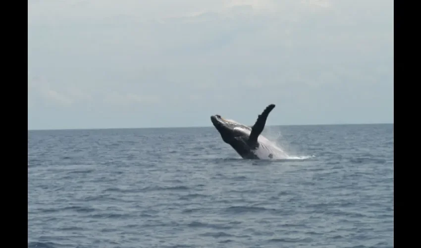 Deben guardar distancia de las ballenas. Foto: Epasa