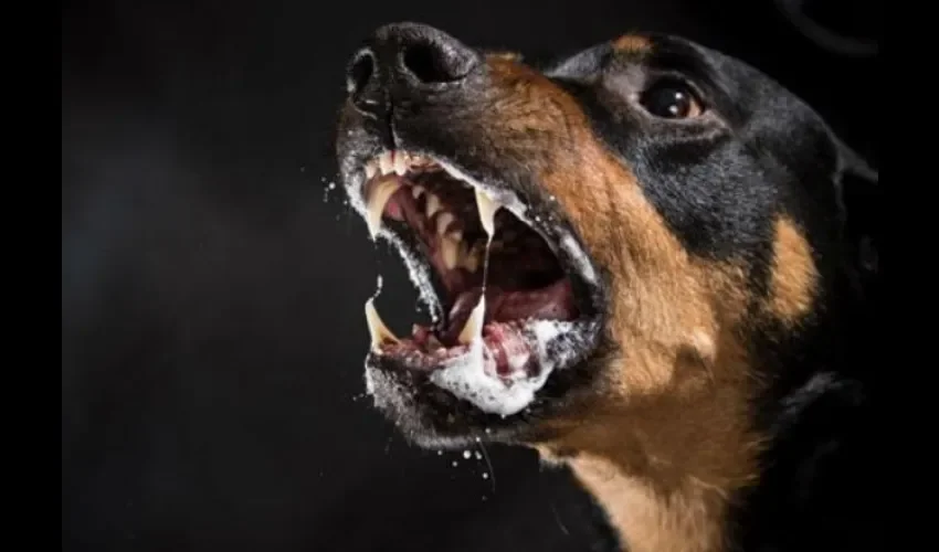 Foto ilustrativa de un perro con supuesta rabia. Cortesía.