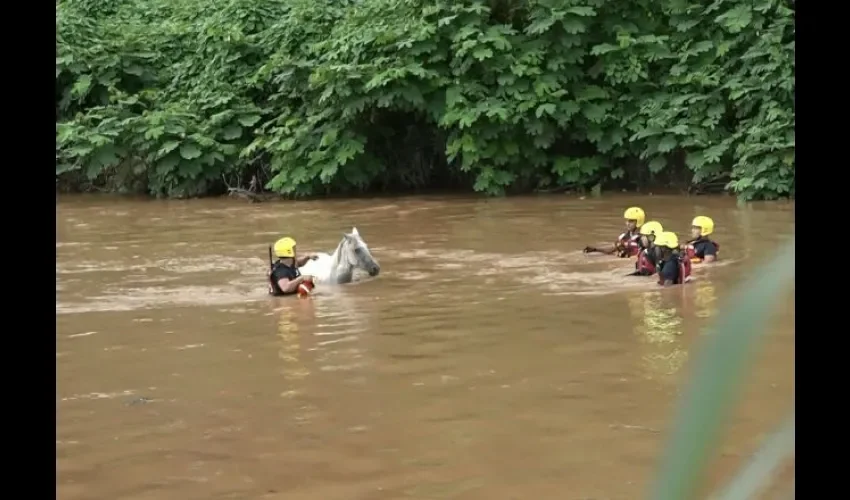 Rescate de caballo en el río La Villa.