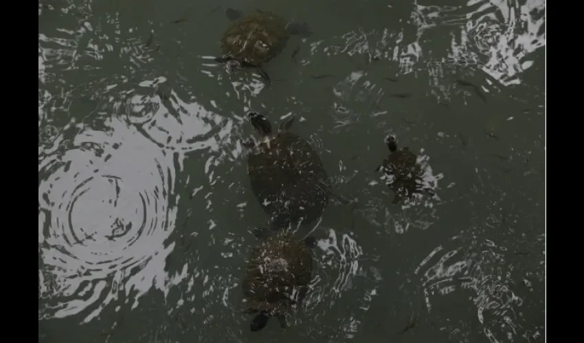 Las tortugas de río también sufren por la contaminación. Foto: Roberto Barrios