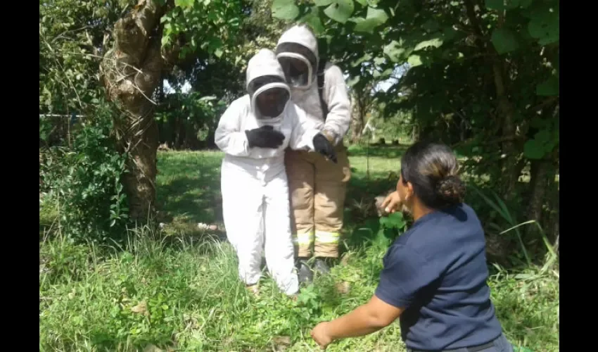 Personal especializado en control de abejas pudo evacuar con éxito a las personas. Foto: Víctor Eliseo Rodríguez