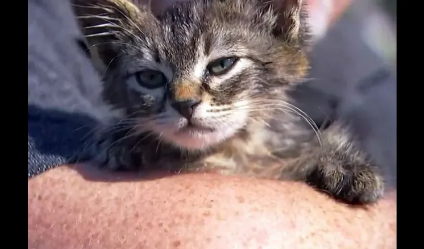 En Oregon, rescatan  a un gatito adherido a la vía con pegamento.