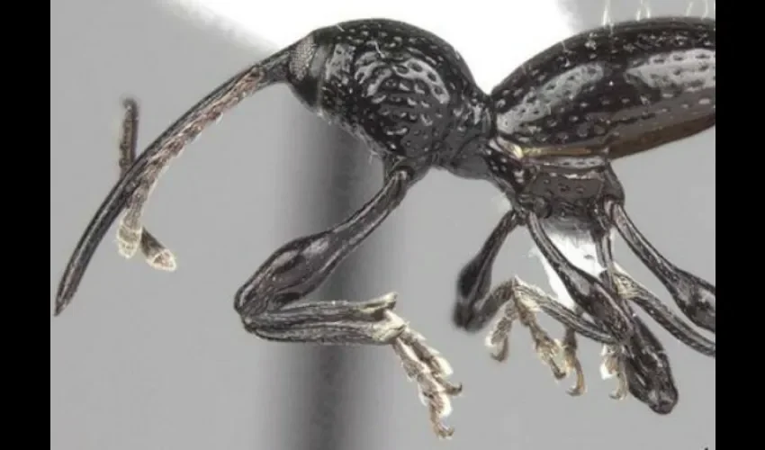 Esta es la especia de escarabajo que fue bautizado como Sicoderus bautistai.