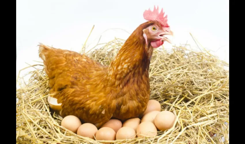 Muchos panameños tienen gallina que ponen huevos en casa: Foto: Ilustrativa