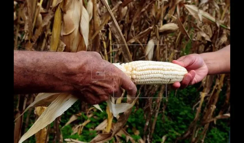 Siembra de maíz en Los Santos sigue ayudando a familias de escasos recursos. Foto: Cortesía