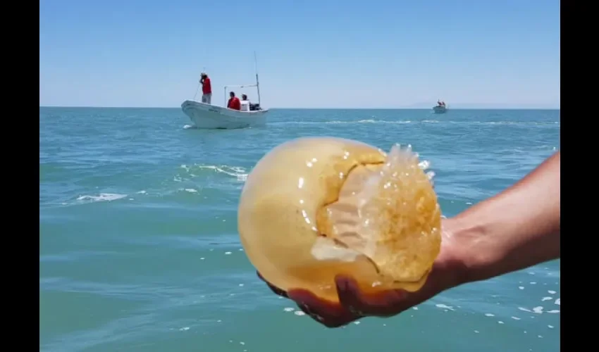 Foto ilustrativa de una medusa bola de cañón. Cortesía redes. 