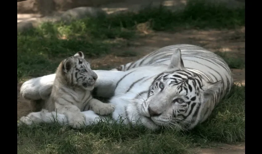 Exhiben en Perú tres tigres blancos de Bengala nacidos en cautiverio.