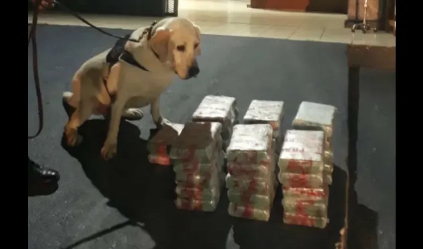 Unidad canina "Bruno" de la Policía Nacional. 