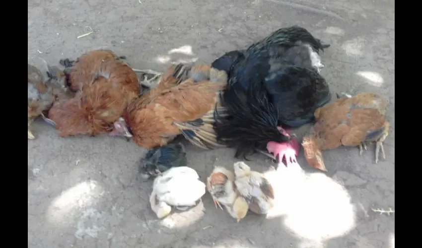 Pollos, gallinas, patos, gatos y perros han muerto.